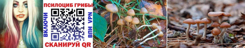 Галлюциногенные грибы GOLDEN TEACHER  купить наркоту  Дрезна 